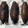 satyrus ferula daghestan pupa